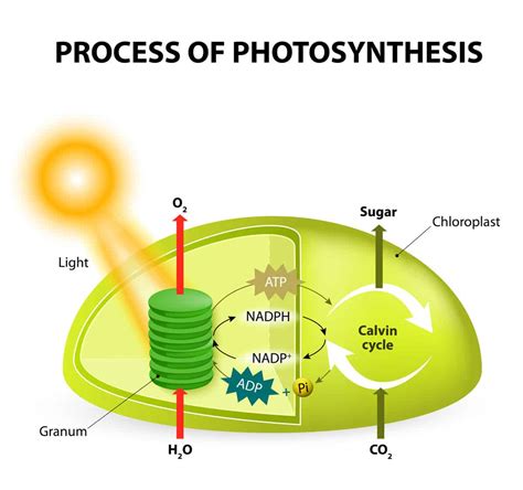 cell energy photosynthesis diagram 